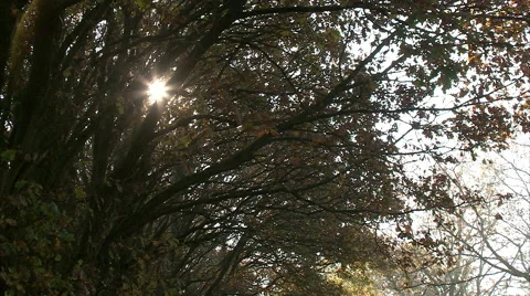 Fall, Forest, light, fog 스톡 동영상 46369636