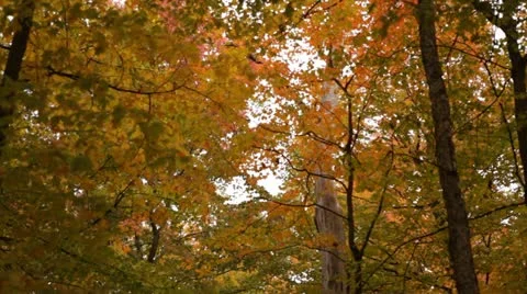Fall Forest - Looking Up Into Leafy Canopy Stock Footage 12246117