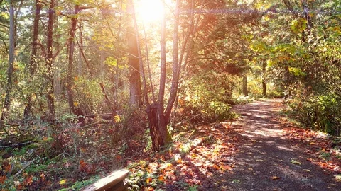 Fall Forest Nature Landscape, Beautiful Dusk Red Trees Leaves Autumn Background Stock Footage 109573854