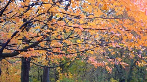 Fall Forest Nature Tree Landscape Maple Leaves Background Landscape Autumn Stock Footage 90406614