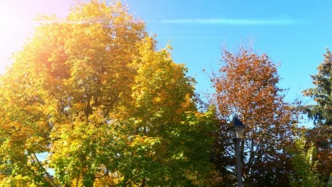 Fall Forest Nature Tree Sunset Park Landscape Sunlight Background Foliage Stock Footage 91840724