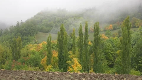 Fall forest, Pan foresta autunnale 2 Stock Footage 167496998