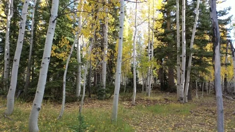 Fall forest pan out Video stock 140624072