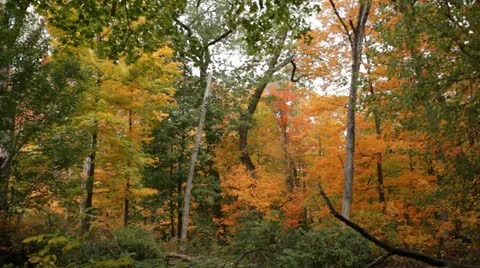 Fall forest, panning with breeze and falling leaves Stock Footage 12243620