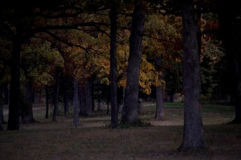 Fall Forest Stock Photos