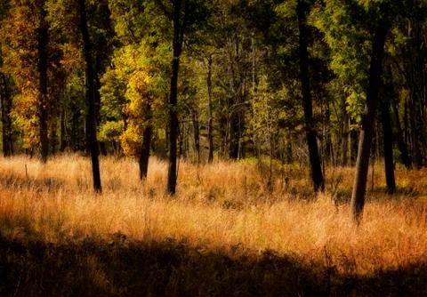 Fall forest Foto stock