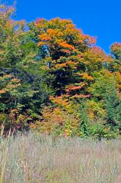 Fall forest Stock Photos