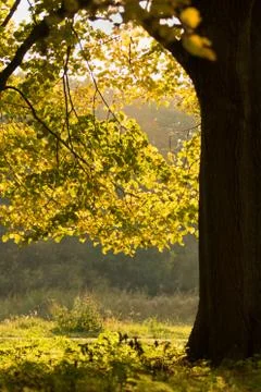 A fall forest Stock Photos