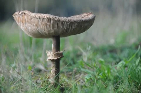 Fall in the Forest Stock Photos