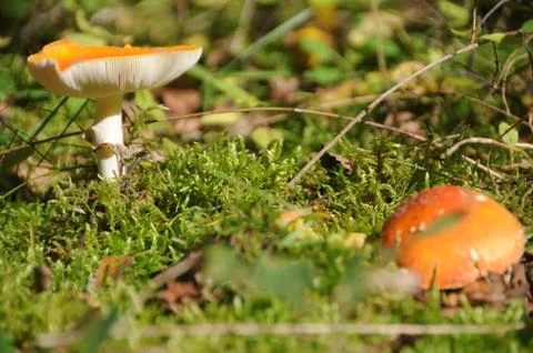 Fall in the Forest Stock Photos