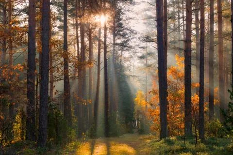 Fall forest Stock Photos