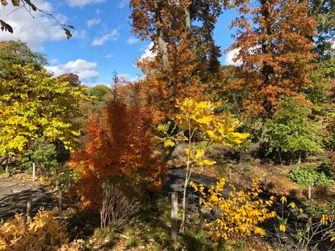 Fall forest Fotos Stock