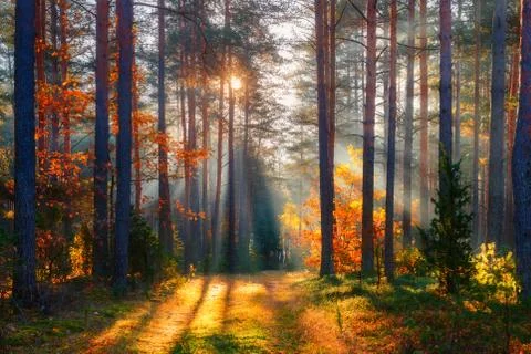Fall forest Stock Photos