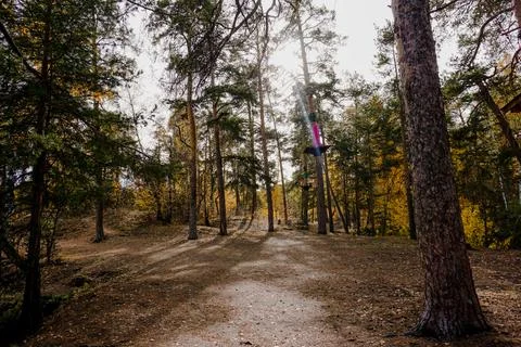 Fall forest Foto stock