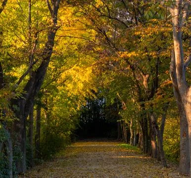 In the fall forest Stockfoto's
