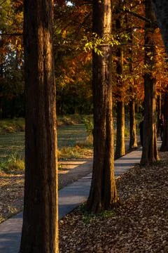 In the fall forest Stockfoto's
