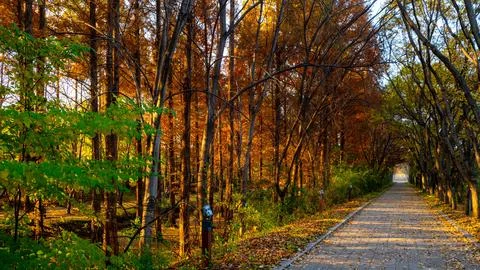 In the fall forest Stockfoto's