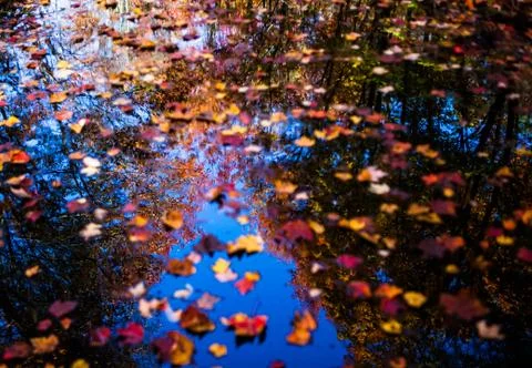 Fall forest reflecting in the pond littered by colorful maple leafs Foto stock