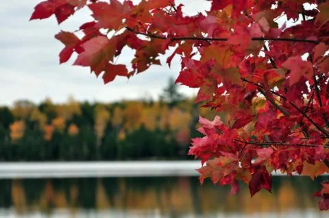 Fall forest reflections Stock Photos