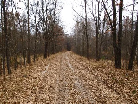 Fall forest road with bare trees and fallen foliage beneath them Stock Photos