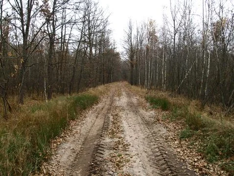 Fall forest road with bare trees and fallen foliage beneath them Stock Photos