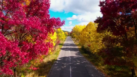 Fall forest road H.265 Stock Footage 230300601