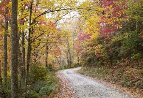 Fall Forest Road Foto stock