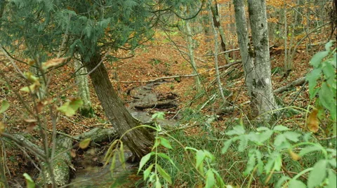 Fall Forest scene Vidéo 48872165