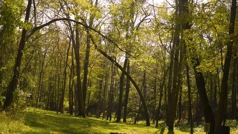 Fall Forest Series - A clearing in the woods in early autumn Stock Footage 96083688