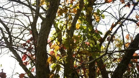 Fall Forest Series - A Tree partially turning orange during early fall Stock Footage 96084086