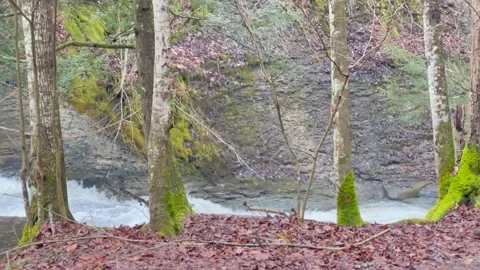 Fall Forest &amp; Stream Stock Footage 293822265