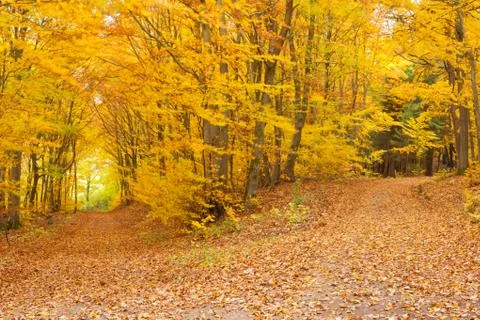 Fall forest trail Stock Photos