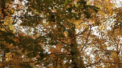 Fall Forest Tree - tilt pan downward Stock Footage 12245651