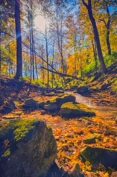 Fall forest view, Ontario, Canada Stock Photos