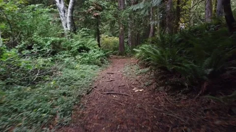 Fall Forest Walk 1 Stock Footage 163128374