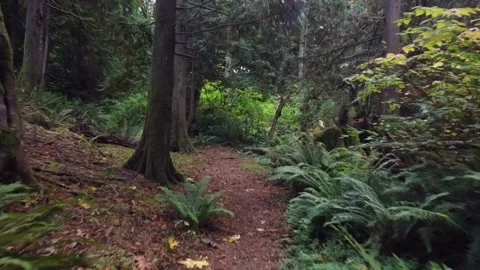 Fall Forest Walk Stock Footage 163128372