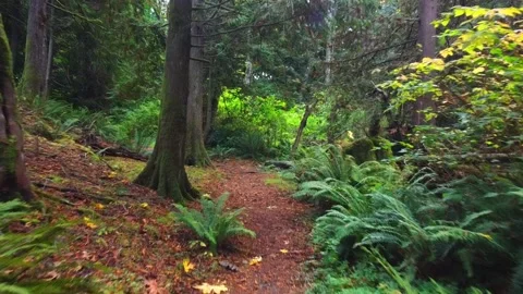 Fall Forest Walk Stock Footage 163190001