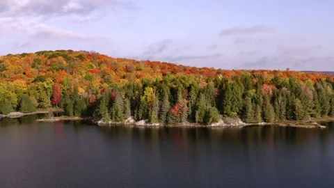 Fall forest waterfront Stock Footage 146143891