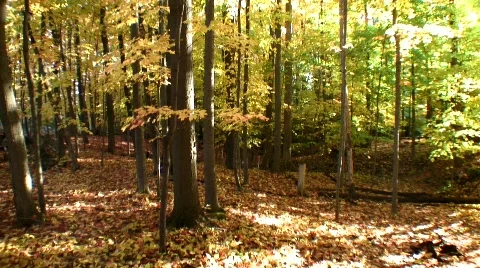 Fall forest yellow 動画素材 543726