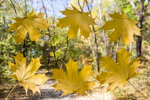 Fall frame concept Stock-Fotos