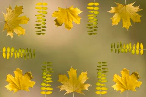 Fall frame concept Photos