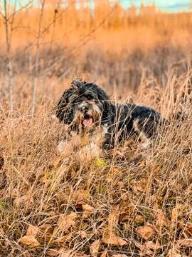 Fall Freedom Stockfoto's
