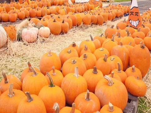 Fall Fund Raiser Stockbeeldmateriaal 80790261