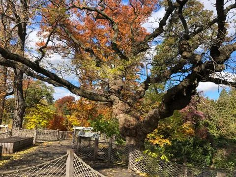 Fall garden Stock Photos