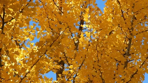Fall ginko leaves Stock Footage 87965940