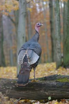 Fall gobbler Stock Photos