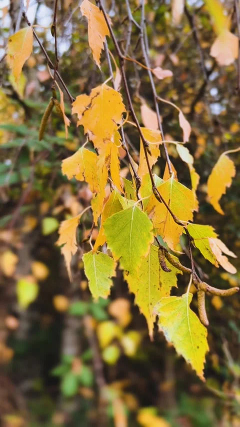 Fall golden leaves of birch tree in the gentle autumn wind.  Stock Footage 318284888
