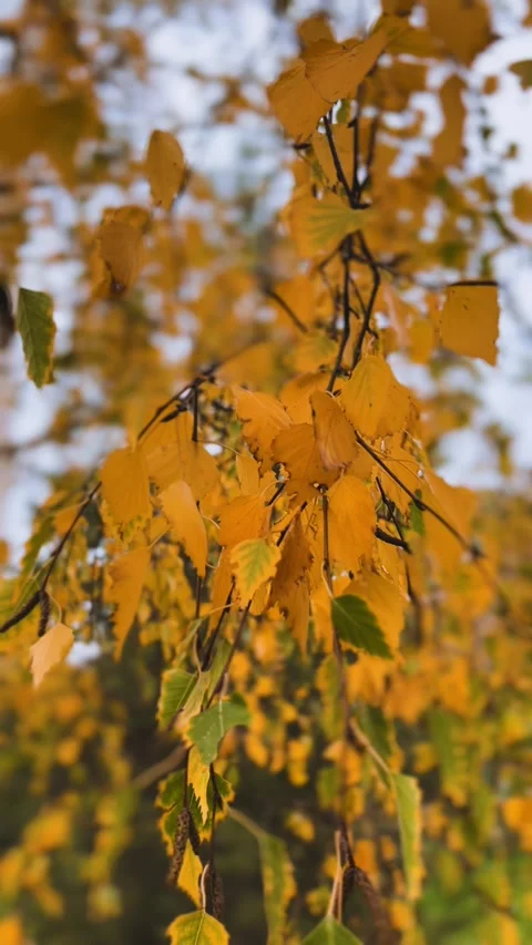 Fall golden leaves of birch tree in the gentle autumn wind.  Stock Footage 318284891