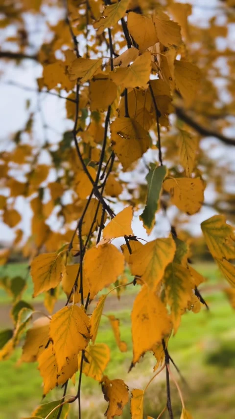 Fall golden leaves of birch tree in the gentle autumn wind.  Stock Footage 318284916