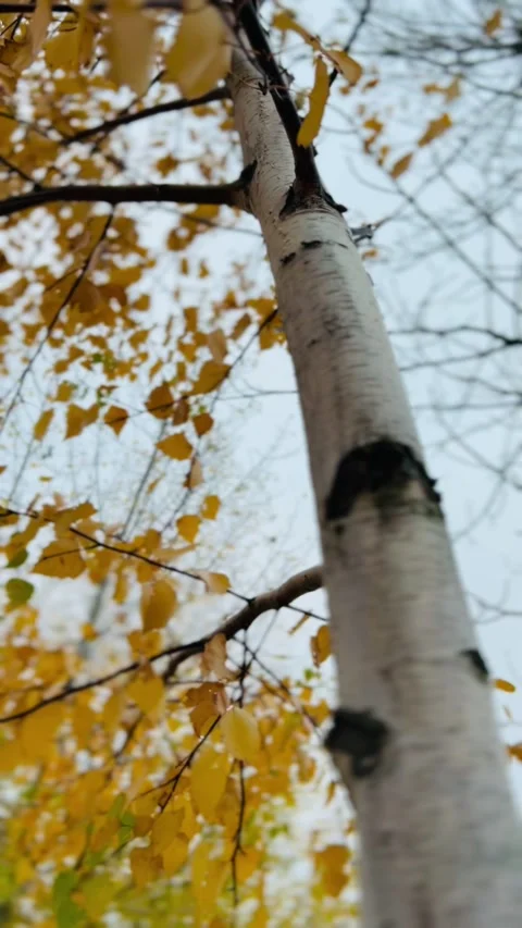 Fall golden leaves of birch tree in the gentle autumn wind.  Stock Footage 318285000